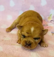 Bowser, a male Chihuahua for sale in Vilonia, AR – Photo 1 of 3