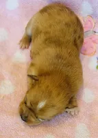 Bowser, a male Chihuahua for sale in Vilonia, AR – Photo 2 of 3