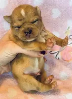 Bowser, a male Chihuahua for sale in Vilonia, AR – Photo 3 of 3