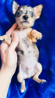 Spike, a male Chihuahua for sale in Vilonia, AR – 2 of 3