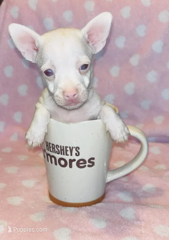 Bartok – Chihuahua puppy for sale in Vilonia, AR