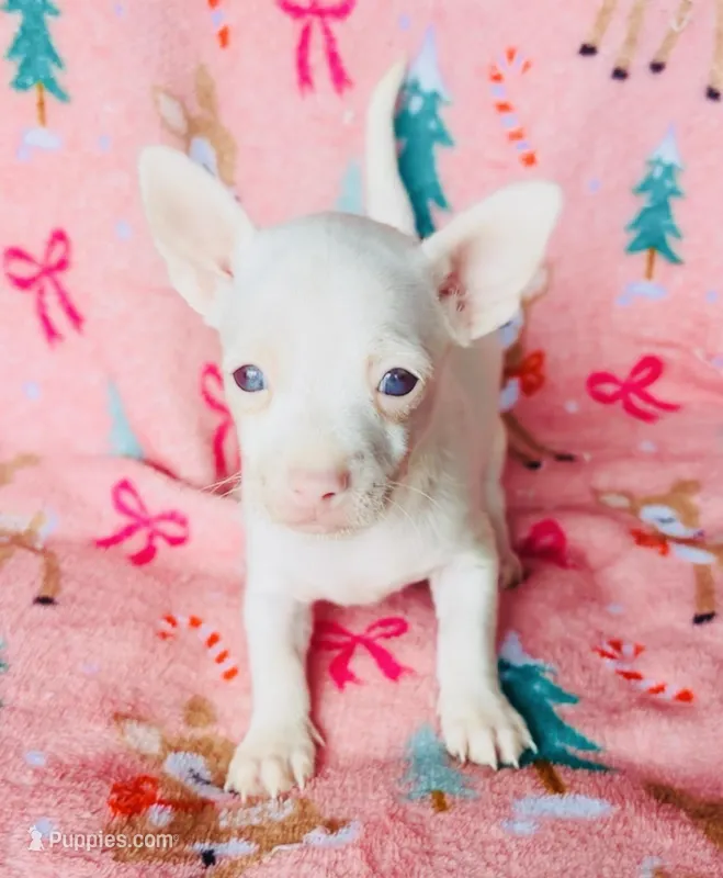 Bartok – Chihuahua puppy for sale in Vilonia, AR