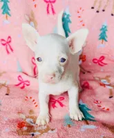 Bartok, a male Chihuahua for sale in Vilonia, AR – Photo 2 of 2