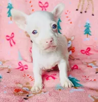 Bartok, a male Chihuahua for sale in Vilonia, AR – 6 of 9