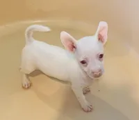 Bartok, a male Chihuahua for sale in Vilonia, AR – 7 of 9