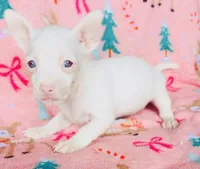 Bartok, a male Chihuahua for sale in Vilonia, AR – 5 of 9