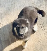 Wraith, a male German Shepherd Dog and Siberian Husky for sale in Vilonia, AR – 2 of 2