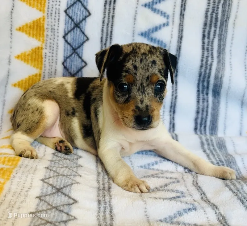Zelda – Miniature Pinscher puppy on hold in Vilonia, AR