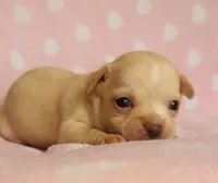 Buster, a male Chihuahua for sale in Vilonia, AR – 3 of 4