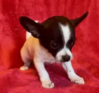Tiny, a male Chihuahua for sale in Vilonia, AR – 3 of 5