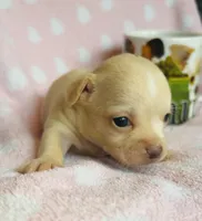 Buster, a male Chihuahua for sale in Vilonia, AR – 2 of 4
