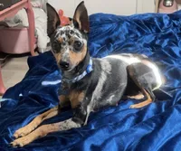 Spike , a male Miniature Pinscher for sale in Vilonia, AR – 4 of 5