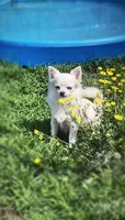 Bartok, a male Chihuahua for sale in Vilonia, AR – 9 of 9