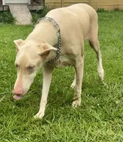 Ava, a female Doberman Pinscher for sale in Vilonia, AR – 2 of 3