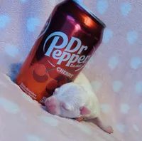 White Ice, a male Chihuahua for sale in Vilonia, AR – Photo 1 of 2