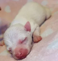 White Ice, a male Chihuahua for sale in Vilonia, AR – Photo 2 of 2