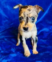 Spike, a male Chihuahua for sale in Vilonia, AR – 3 of 3