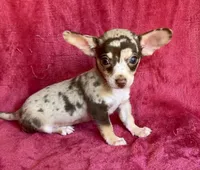 Jupiter , a male Chihuahua for sale in Vilonia, AR – 7 of 7
