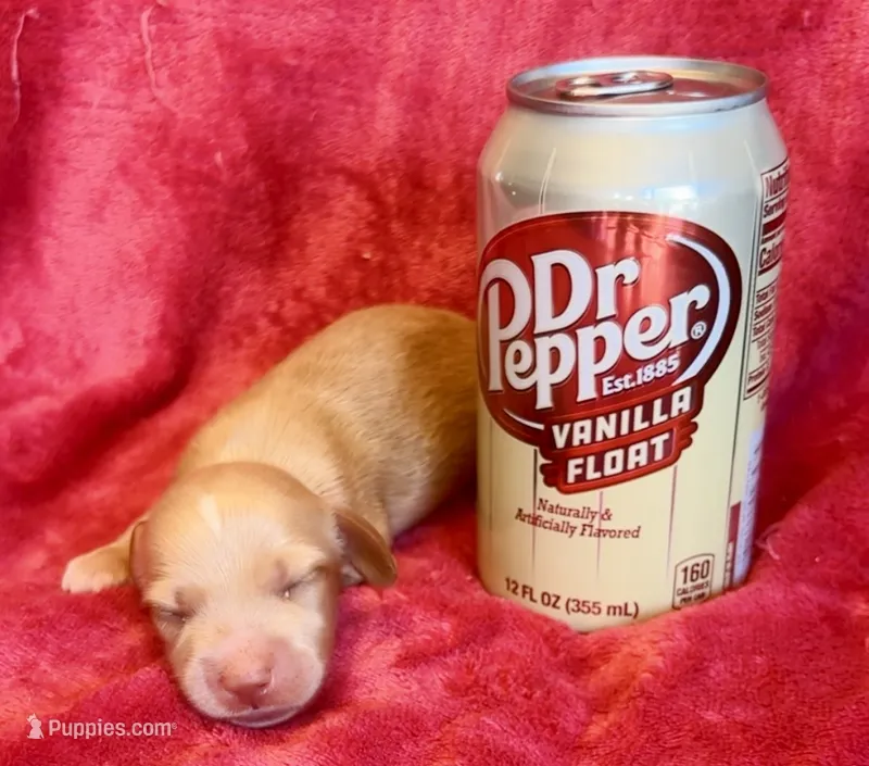 Popcorn – Miniature Dachshund puppy for sale in Vilonia, AR