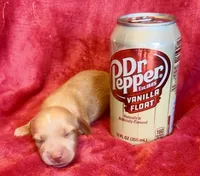 Popcorn, a male Miniature Dachshund for sale in Vilonia, AR – 1 of 2