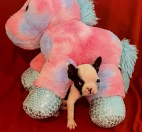 Baby Yodi, a male French Bulldog and Frenchton for sale in Vilonia, AR – 4 of 7