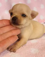 Nugget, a female Chihuahua for sale in Vilonia, AR – 4 of 4