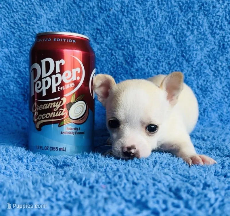 Rio – Chihuahua puppy for sale in Vilonia, AR