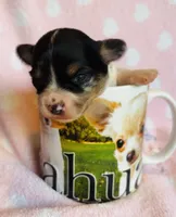 Gizmo, a male Chihuahua for sale in Vilonia, AR – 2 of 4