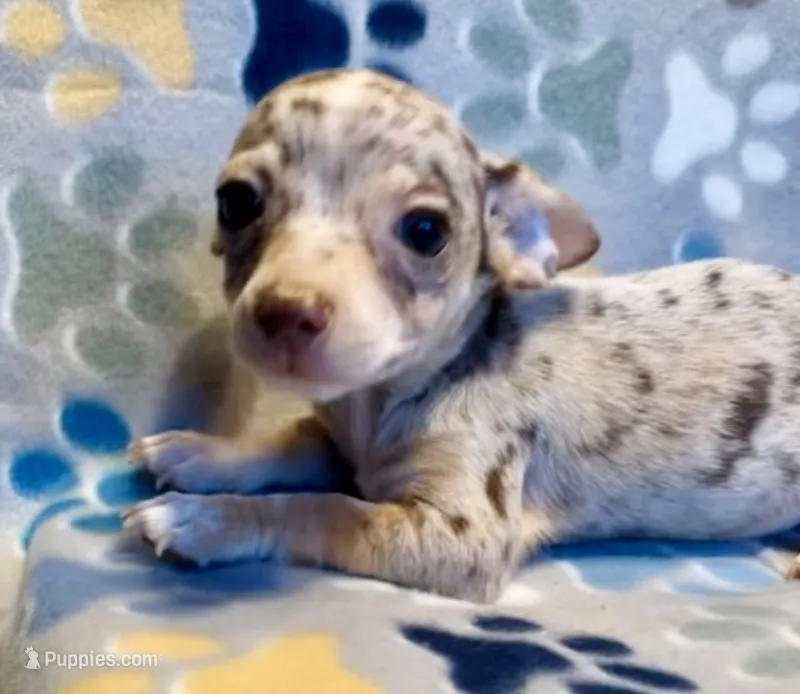 Pluto – Chihuahua puppy for sale in Vilonia, AR