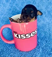 Spike , a male Miniature Pinscher for sale in Vilonia, AR – 3 of 5