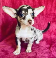 Jupiter , a male Chihuahua for sale in Vilonia, AR – 3 of 7