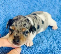 Zelda, a female Miniature Pinscher for sale in Vilonia, AR – 3 of 5