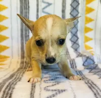 Flower, a female Chihuahua for sale in Vilonia, AR – 4 of 4