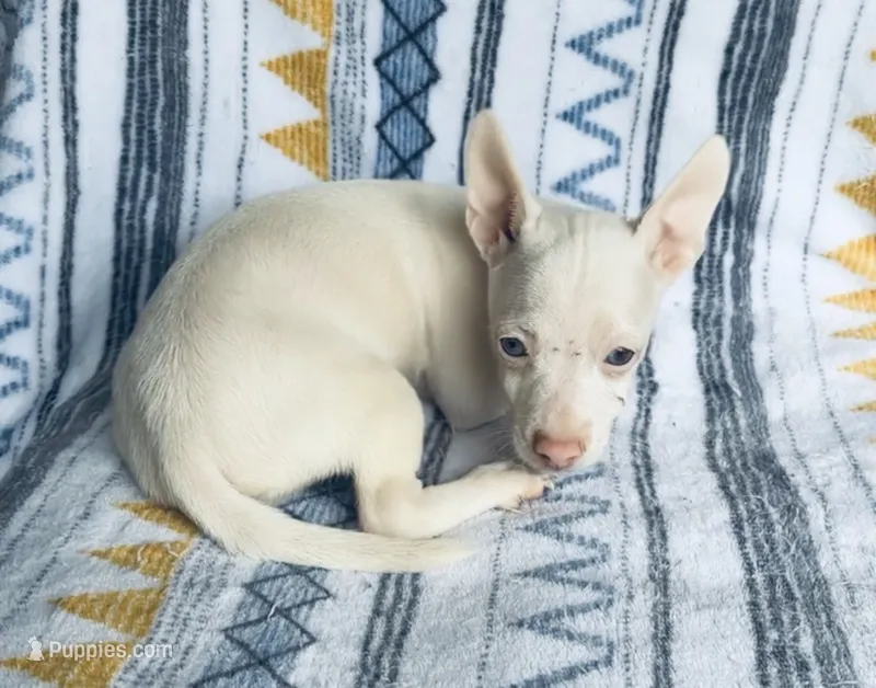 Bartok – Chihuahua puppy for sale in Vilonia, AR