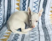 Bartok, a male Chihuahua for sale in Vilonia, AR – 1 of 9