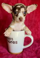 Jupiter , a male Chihuahua for sale in Vilonia, AR – 4 of 7