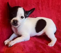 Ghost Face, a male Chihuahua for sale in Vilonia, AR – 5 of 6