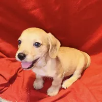 Marley, a male Miniature Dachshund for sale in Vilonia, AR – 2 of 2