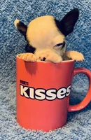 Baby Yodi, a male French Bulldog and Frenchton for sale in Vilonia, AR – 5 of 7