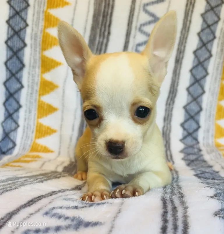 Nacho – Chihuahua puppy for sale in Vilonia, AR