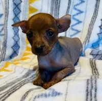 Reba , a female Chinese Crested and Miniature Pinscher for sale in Vilonia, AR – 2 of 3