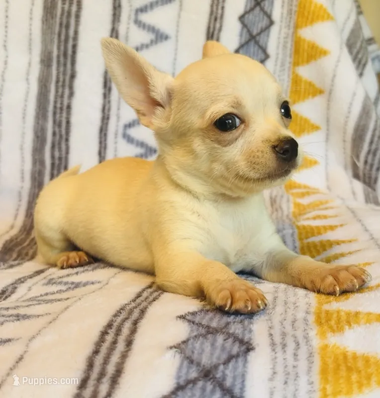 Remi  – Chihuahua puppy for sale in Vilonia, AR