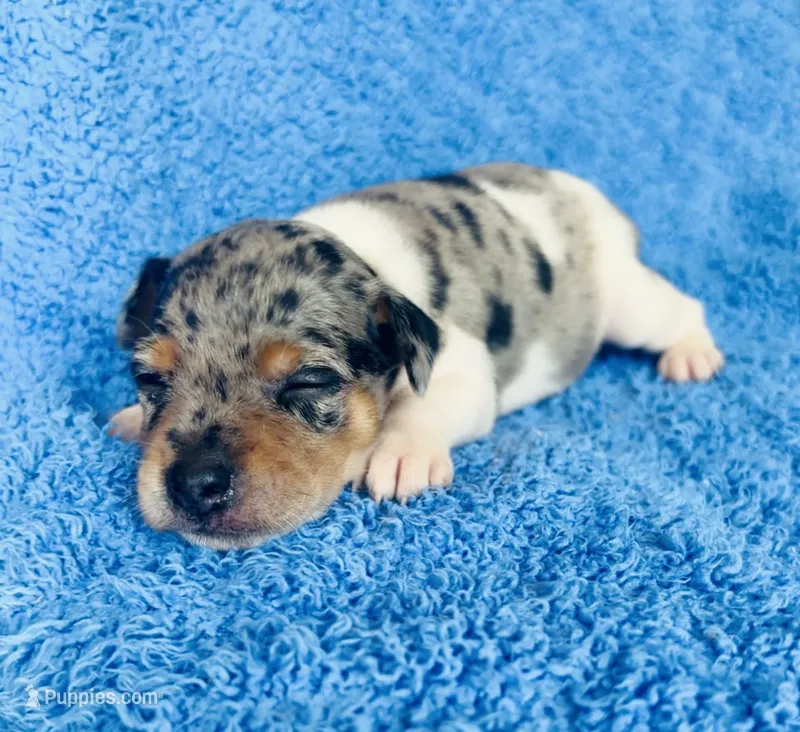 Zelda – Miniature Pinscher puppy for sale in Vilonia, AR