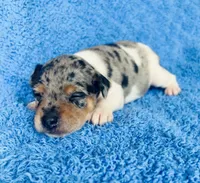 Zelda, a female Miniature Pinscher for sale in Vilonia, AR – 1 of 5