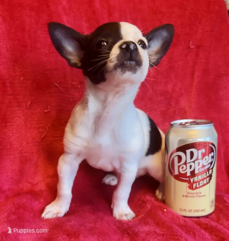 Ghost Face – Chihuahua puppy for sale in Vilonia, AR