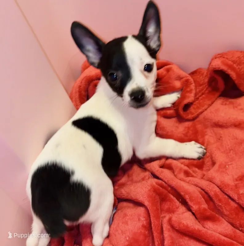 Ghost Face – Chihuahua puppy for sale in Vilonia, AR