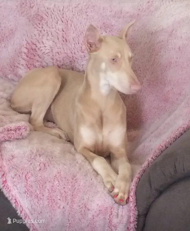 Ava – Doberman Pinscher puppy for sale in Vilonia, AR