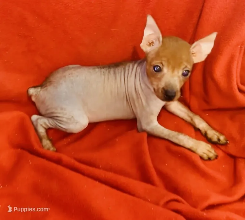 Reba  – Chinese Crested, Miniature Pinscher puppy for sale in Vilonia, AR
