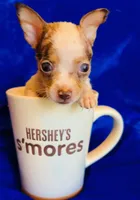 Taco, a male Chihuahua for sale in Vilonia, AR – 2 of 3