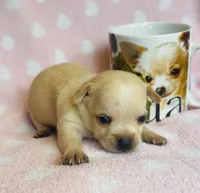 Sunny, a male Chihuahua for sale in Vilonia, AR – 2 of 4